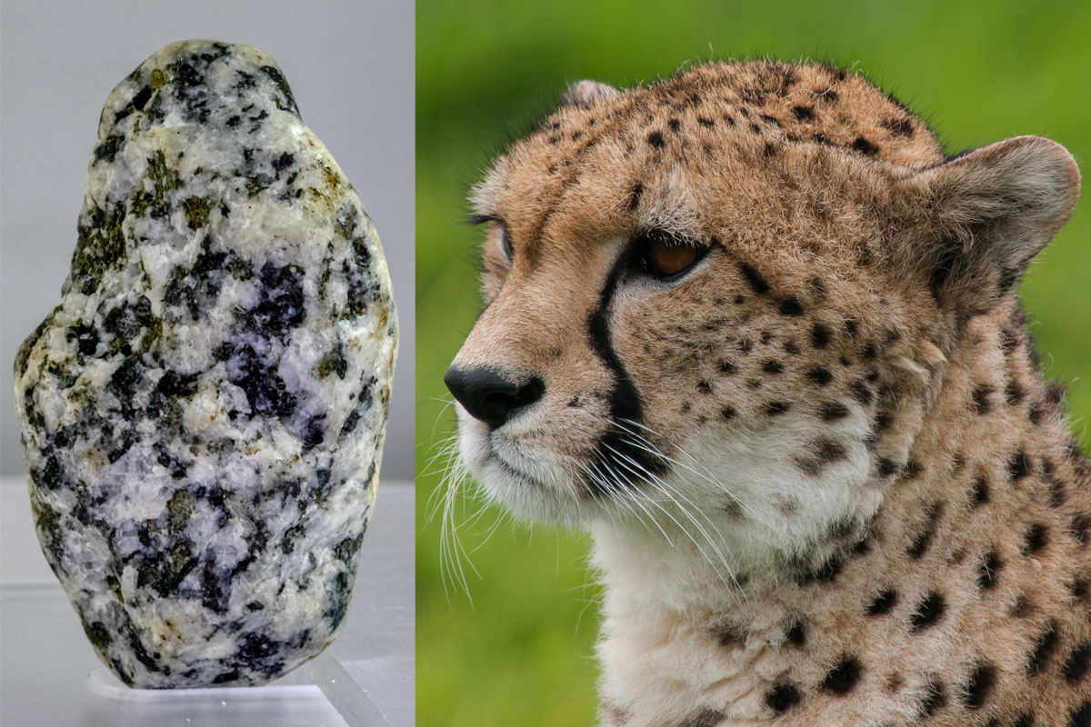 artifact showing North American cheetah, as compared with African cheetah