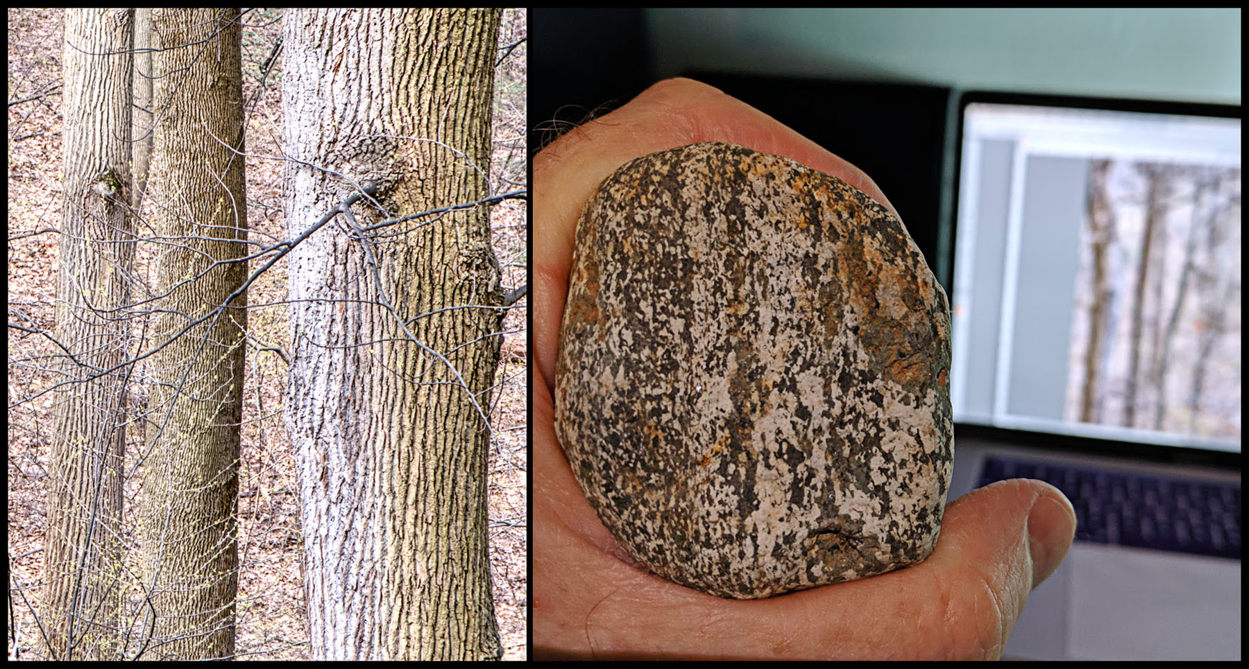old growth forest in New York City compared with comparable pattern shown on an example of image writing